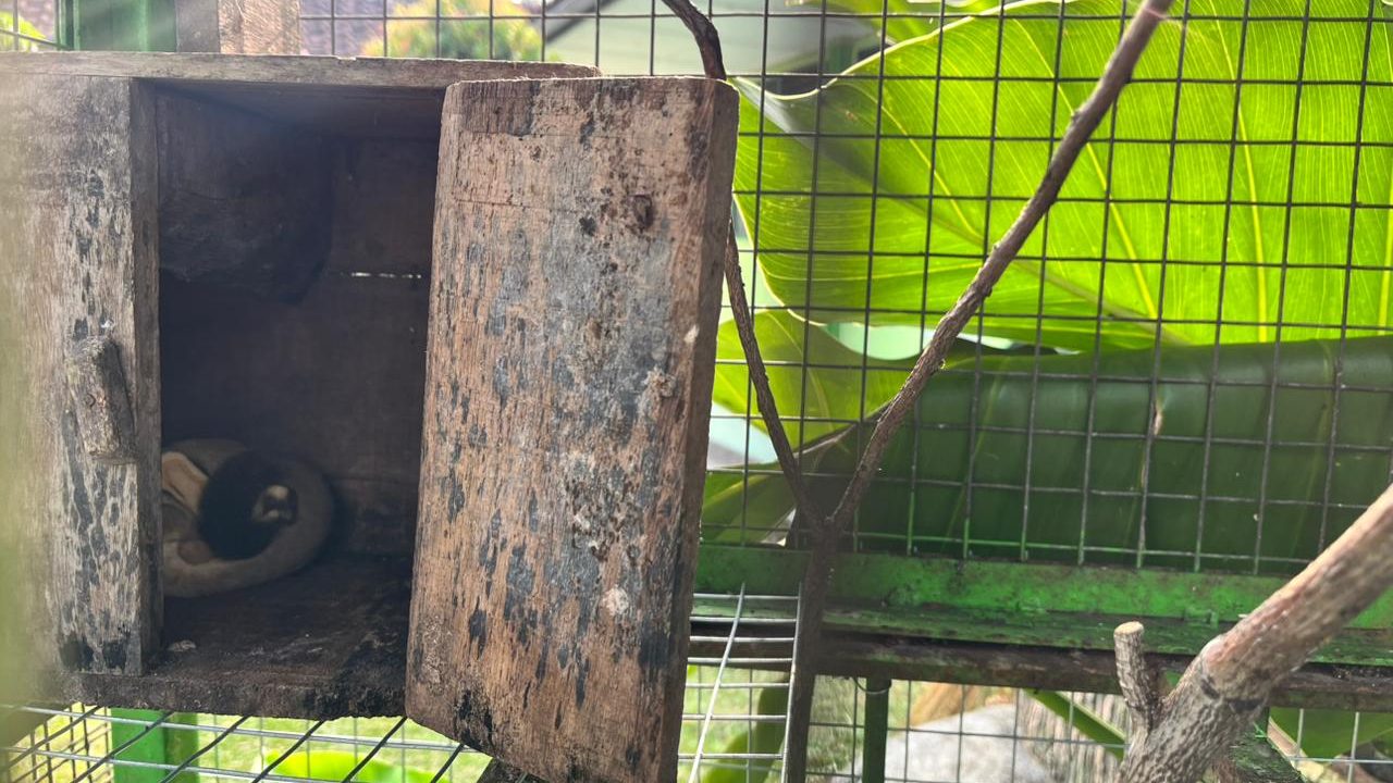 Sugar Glider, Koleksi Fauna Baru MTsN 1 Sleman